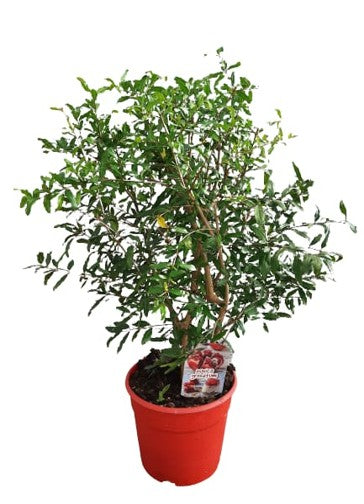 Punica Granatum "Bush"  |  P.25cm -  H.80 cm