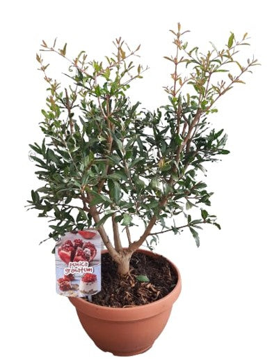 Punica Granatum Mini Stem Bowl |  P.25cm -  H.50 cm
