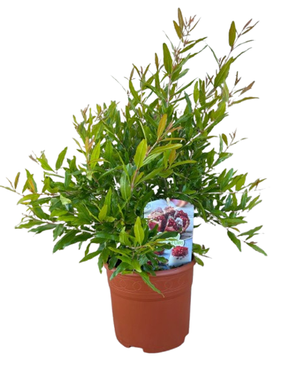 Punica Granatum Mini Stem  |  P.19cm -  H.60 cm