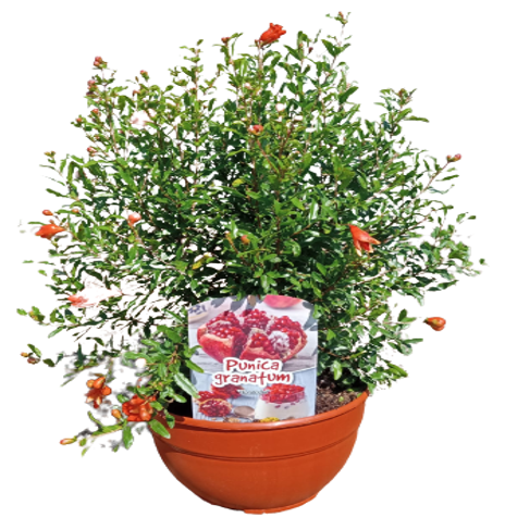Punica Granatum Nana "Bush" Bowl |  P.20cm -  H.50 cm