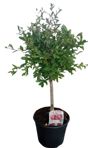 Punica Granatum Stem |  P.25cm -  H.80 cm