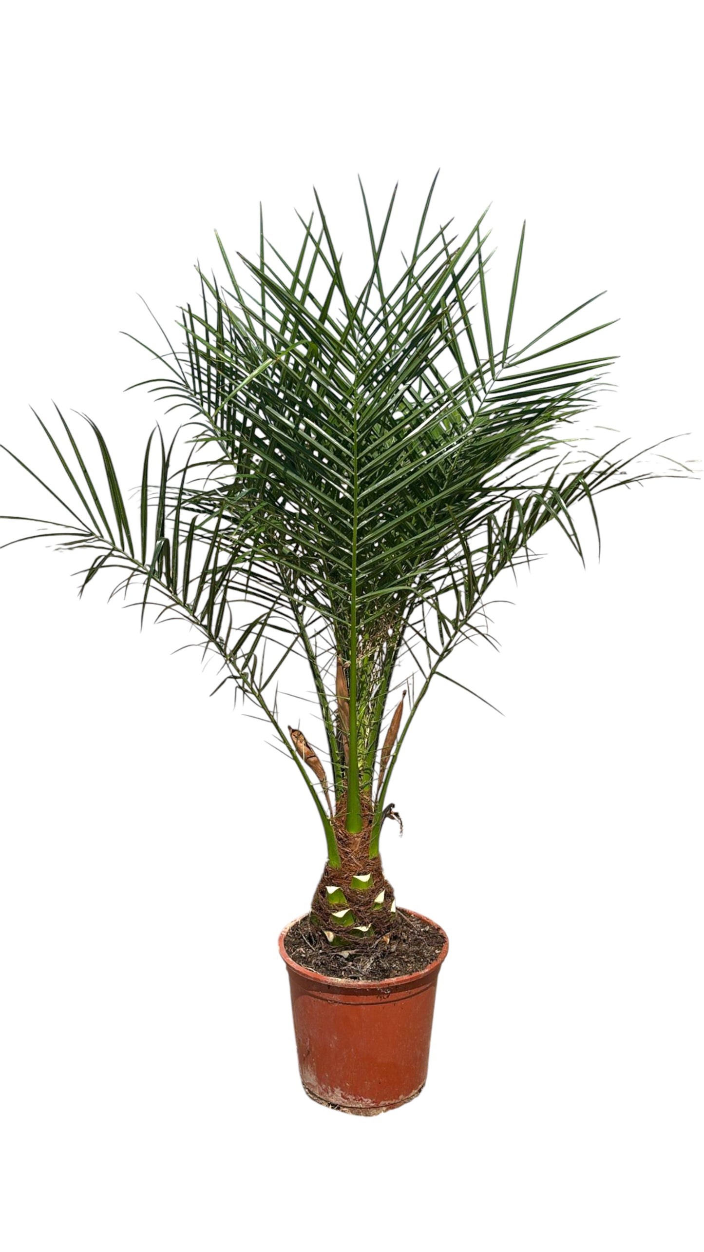 Phoenix Robellini |  P.20cm -  H.80/100