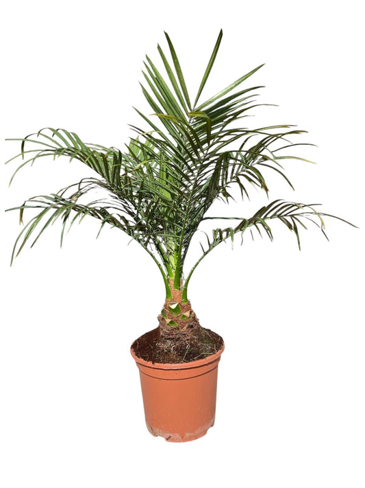 Phoenix Robellini |  P.25cm -  H.90/110