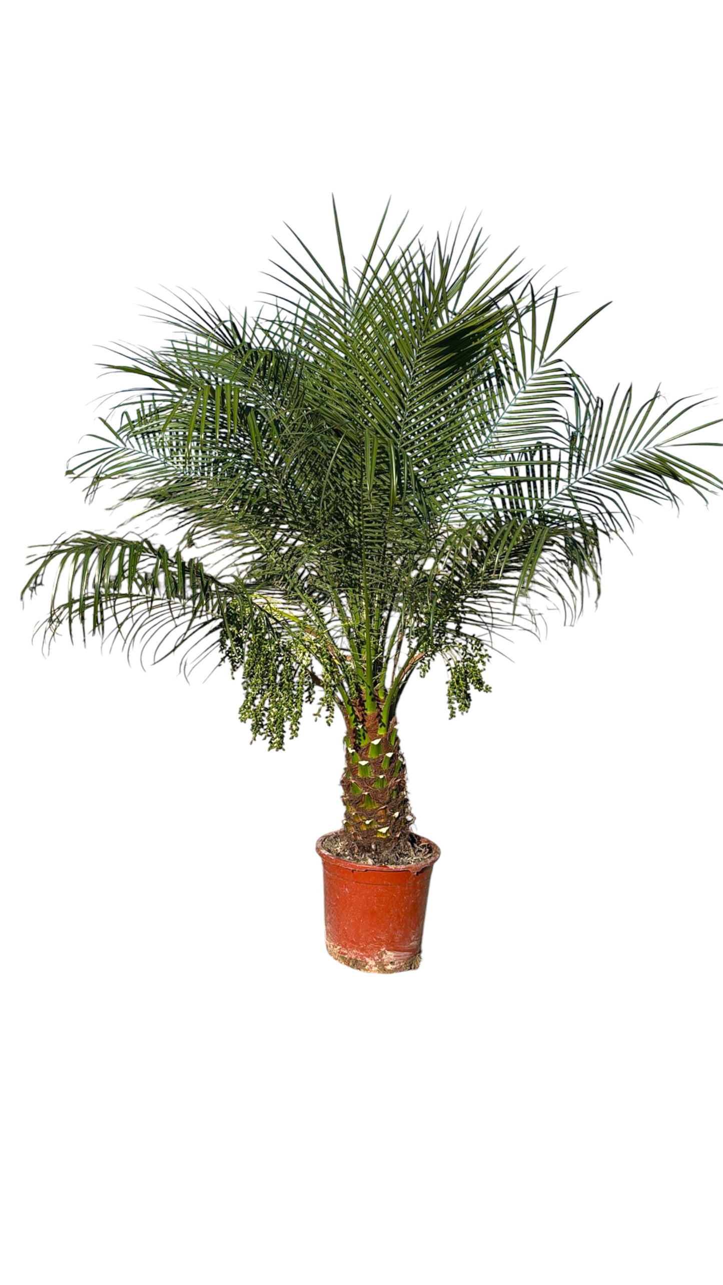 Phoenix Robellini |  P.30cm -  H.180/200