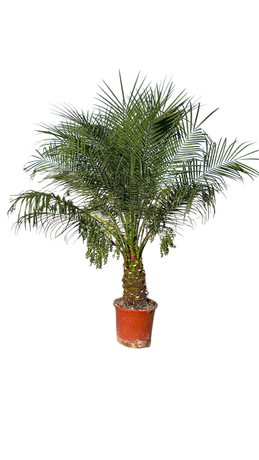 Phoenix Robellini |  P.30cm -  H.180/200