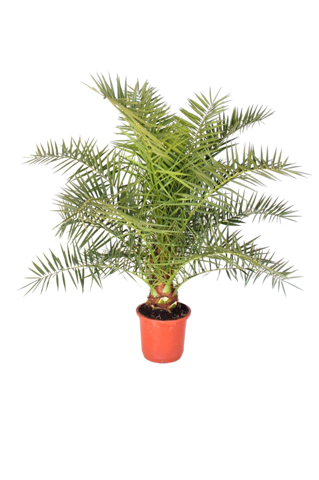 Phoenix Canariensis extra |  P.30cm -  H.180/200