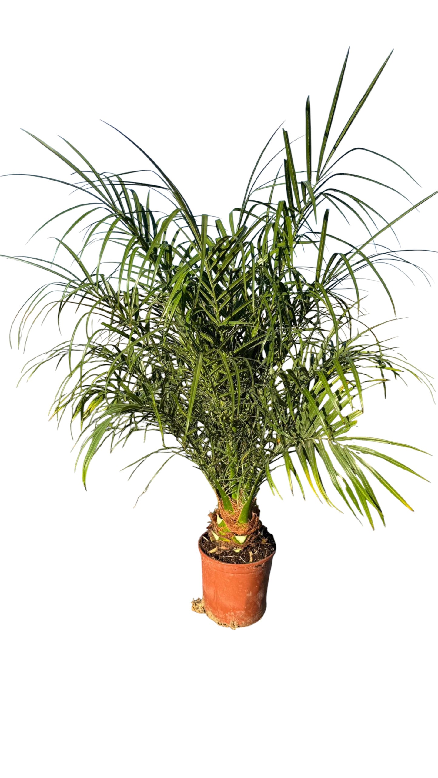 Phoenix Robellini |  P.17cm -  H.60/80