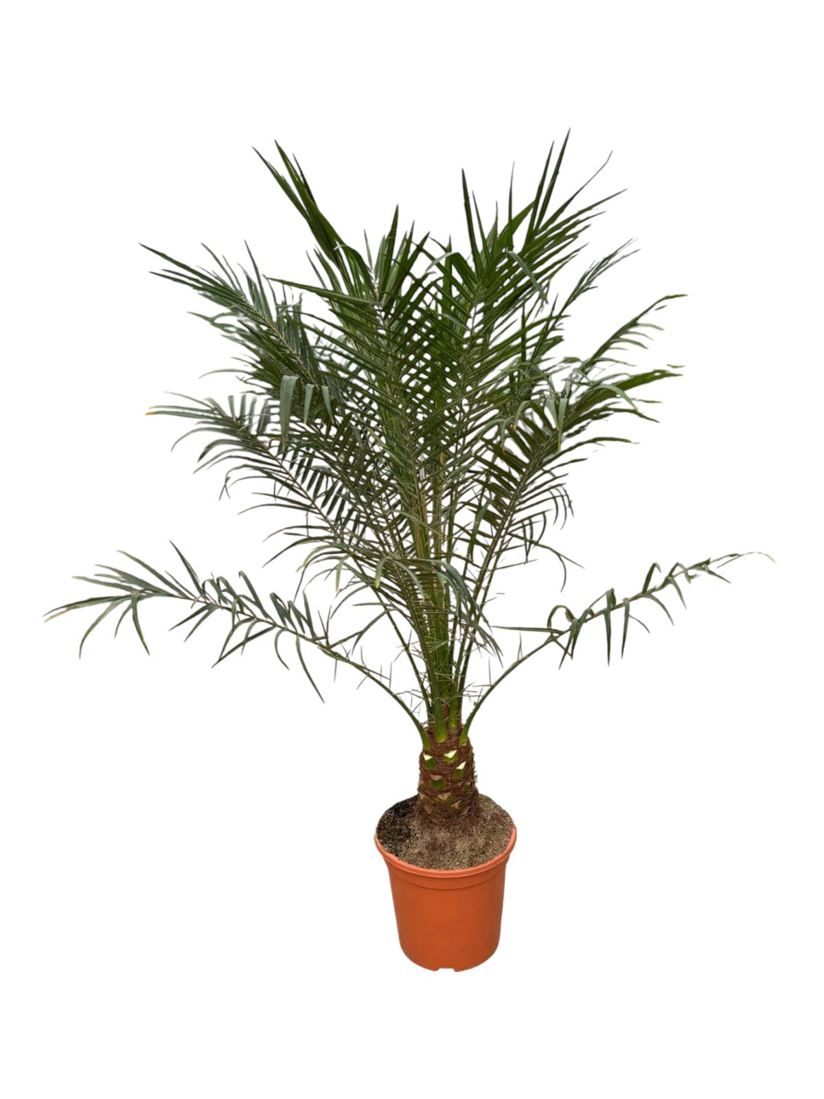 Phoenix Robellini |  P.25cm -  H.120/140