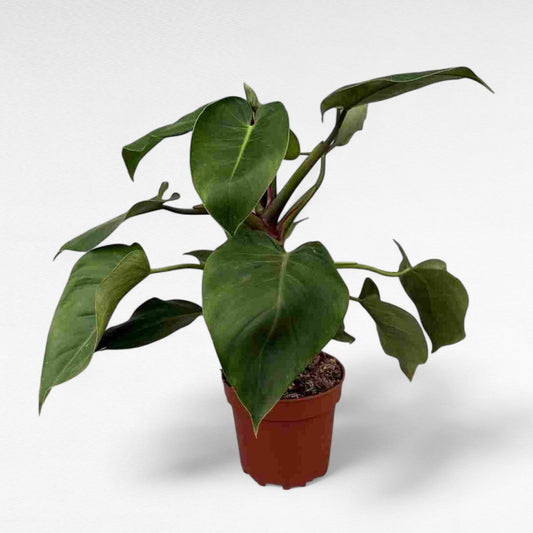 Philodendron Green Emerald |  P.17cm H.50 cm
