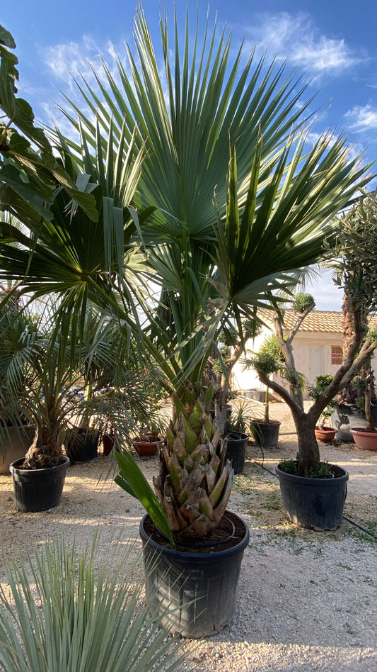 Sabal palmeto €m 230l |  P.80cm H.240