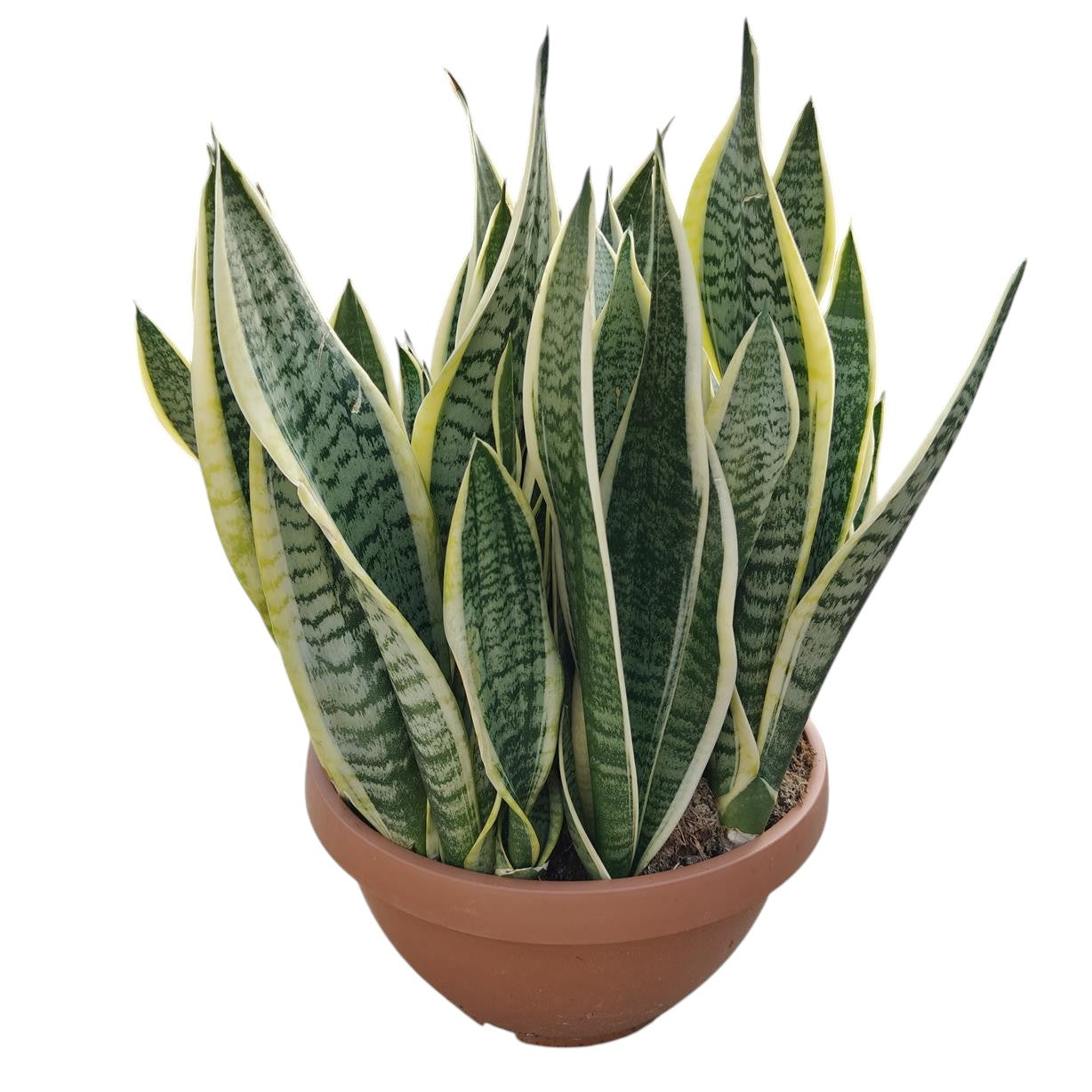 Sanseviera Futura Superba |  P.40cm -  H.50 cm