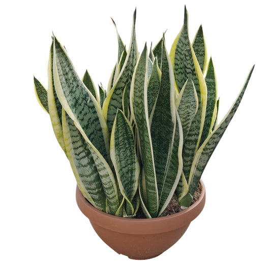 Sanseviera Futura Superba |  P.40cm -  H.50 cm