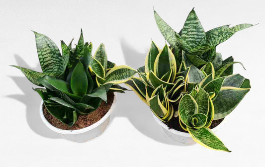 Sanseviera  |  P.23cm H.40 cm