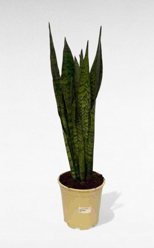 Sansevieria Zeilanica  |  P.20cm H.90 cm