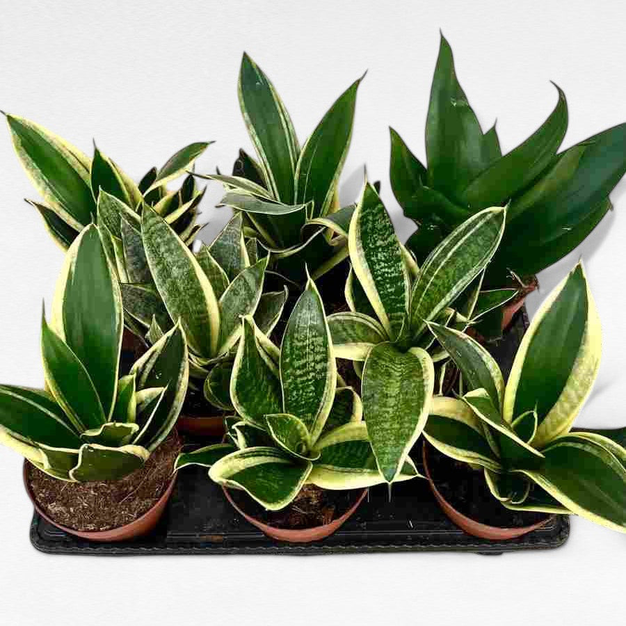 Sansevieria Mix |  P.12cm H.20 cm