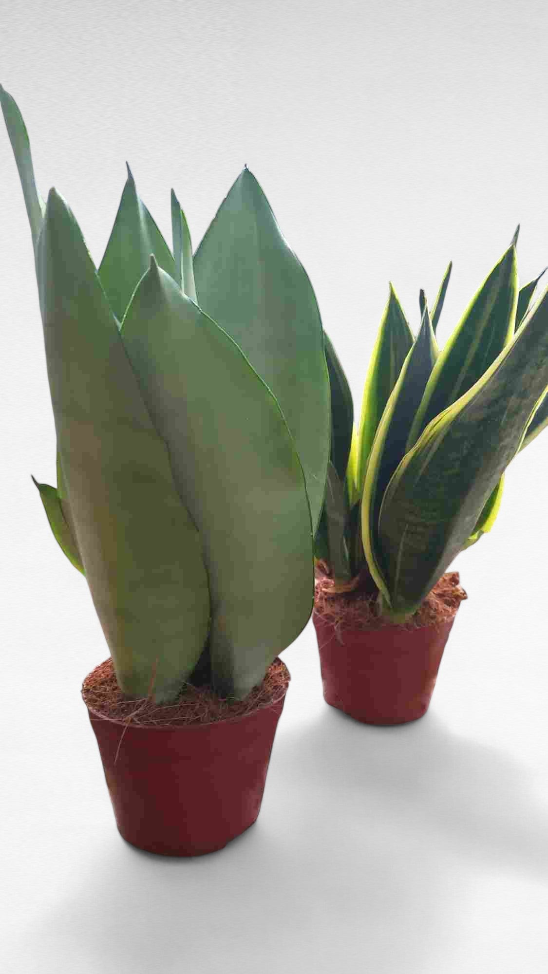 Sansevieria Mix (18uds) |  P.9cm H.20 cm