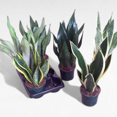 Sansevieria Mix |  P.15cm H.30 cm