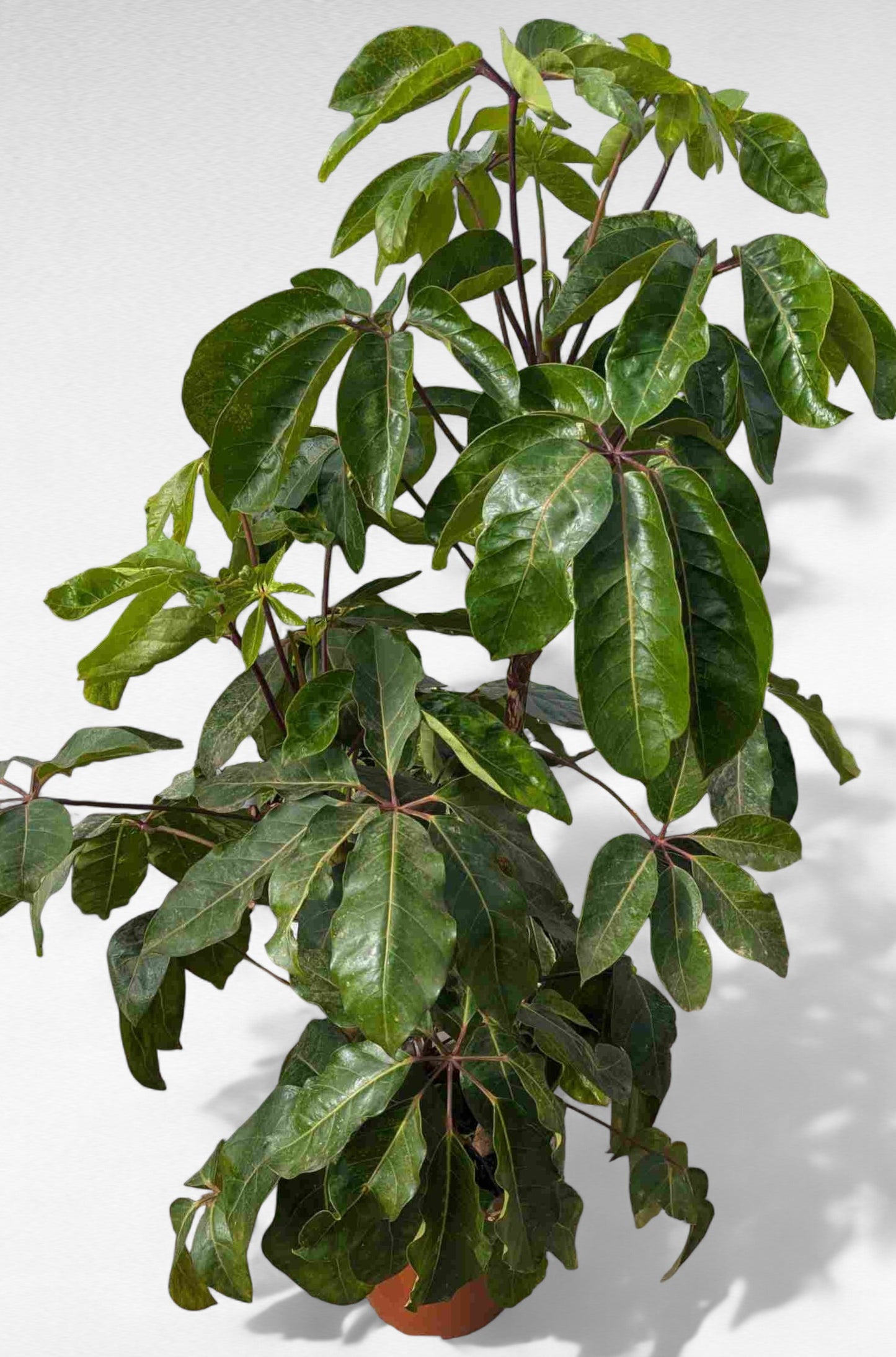 Schefflera Actinophylla |  P.30cm H.130 cm