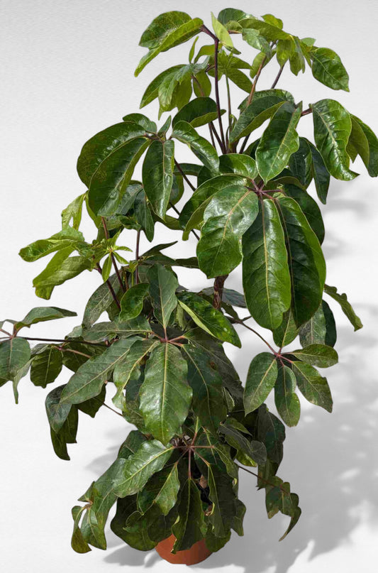 Schefflera Actinophylla |  P.30cm H.130 cm