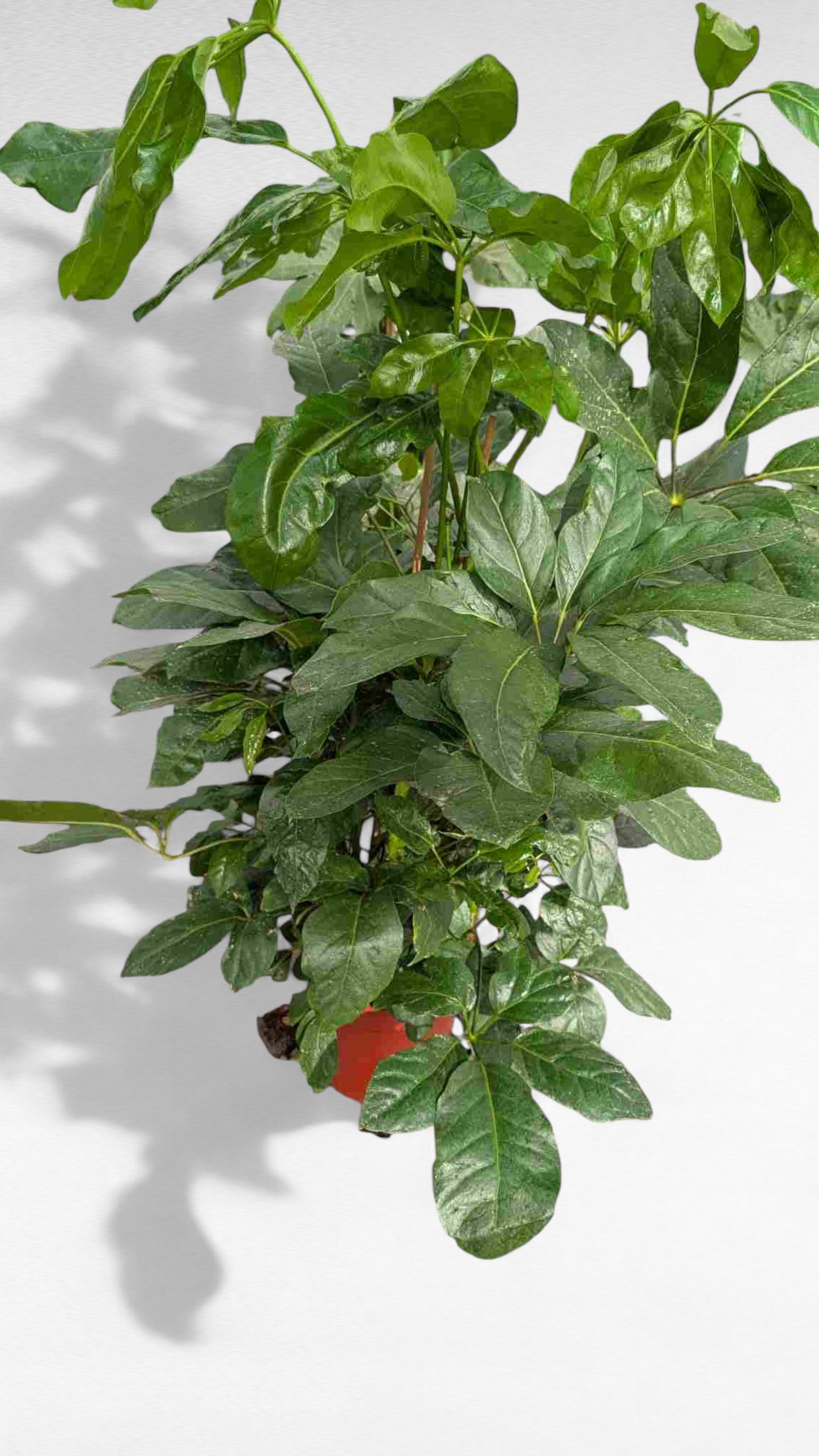 Schefflera Actinophylla |  P.22cm H.120 cm