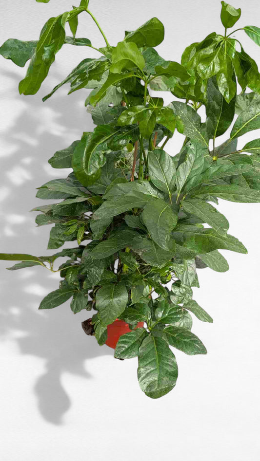 Schefflera Actinophylla |  P.22cm H.120 cm