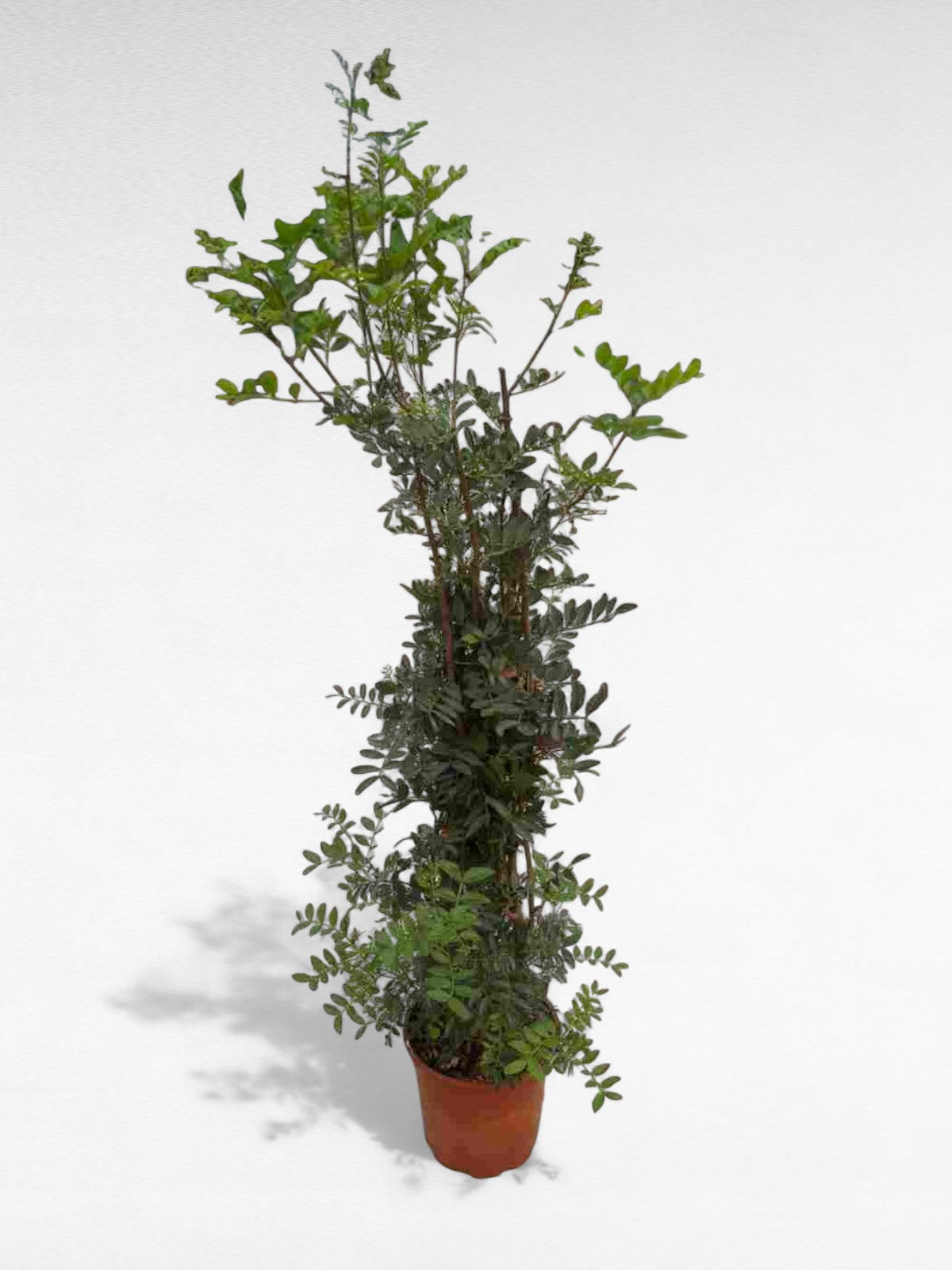 Pistacia lentiscus |  P.17cm H.90 cm