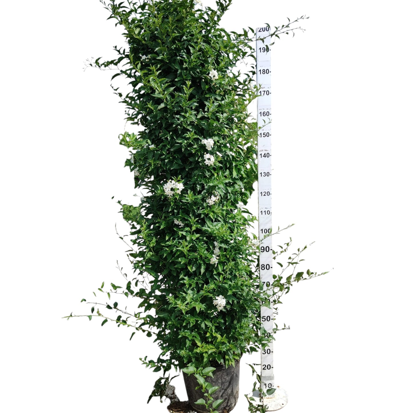 Solanum Jasminoides |  P.35cm -  H.210 cm
