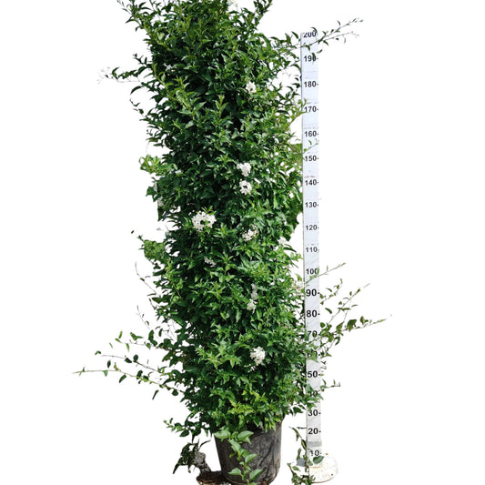 Solanum Jasminoides |  P.35cm -  H.210 cm