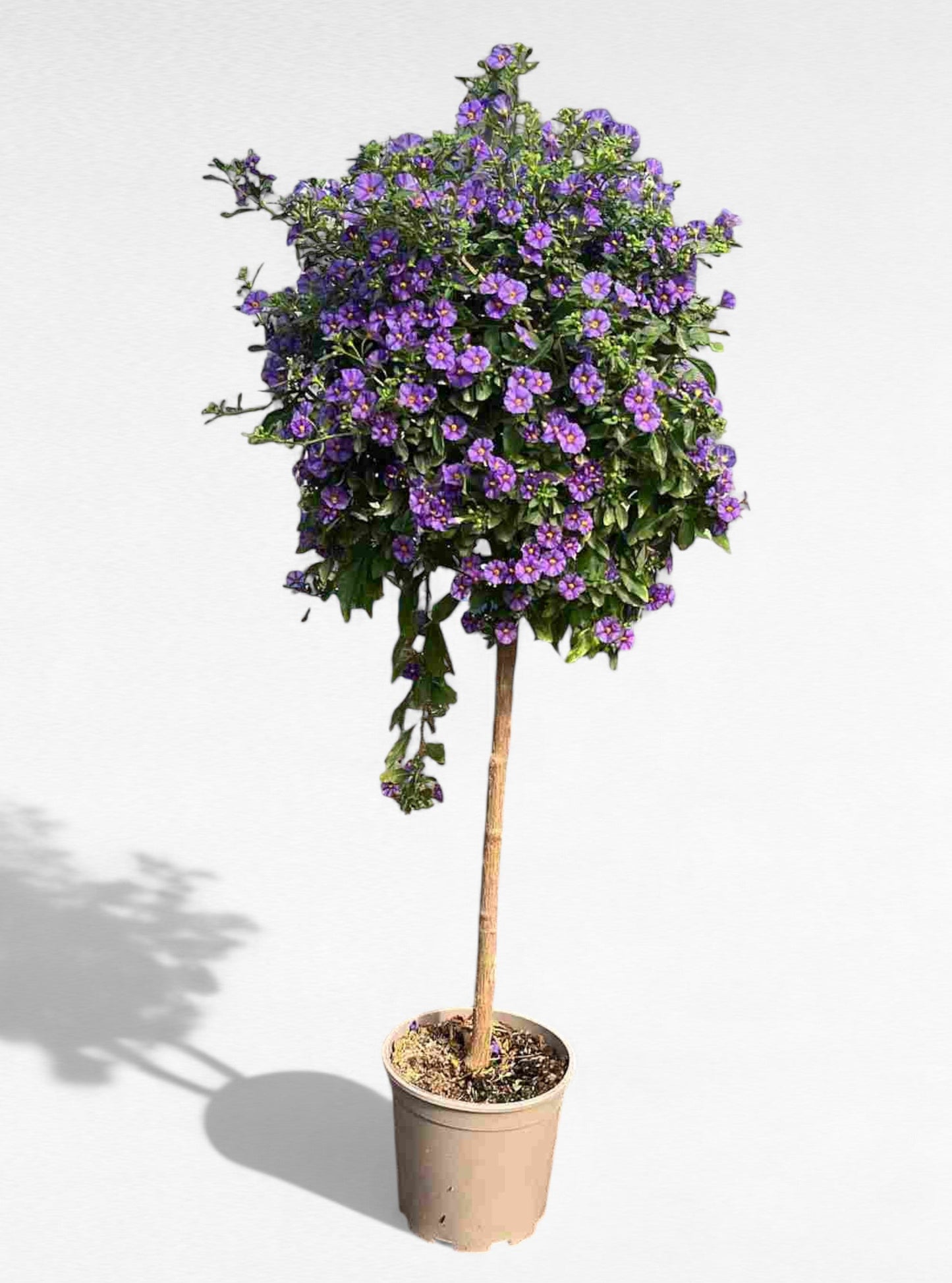 Solanum Rantonetti Stem |  P.20cm H.70 cm