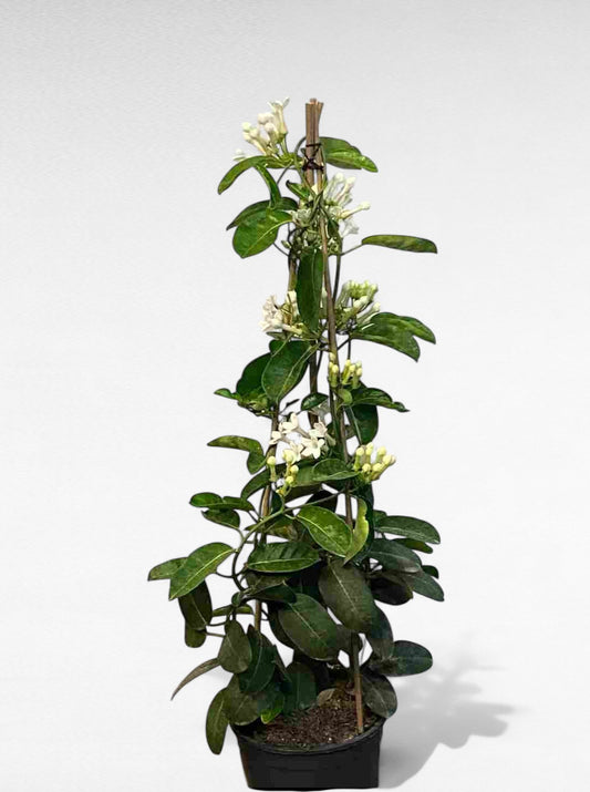 Stephanotis Piramide |  P.20cm H.90 cm