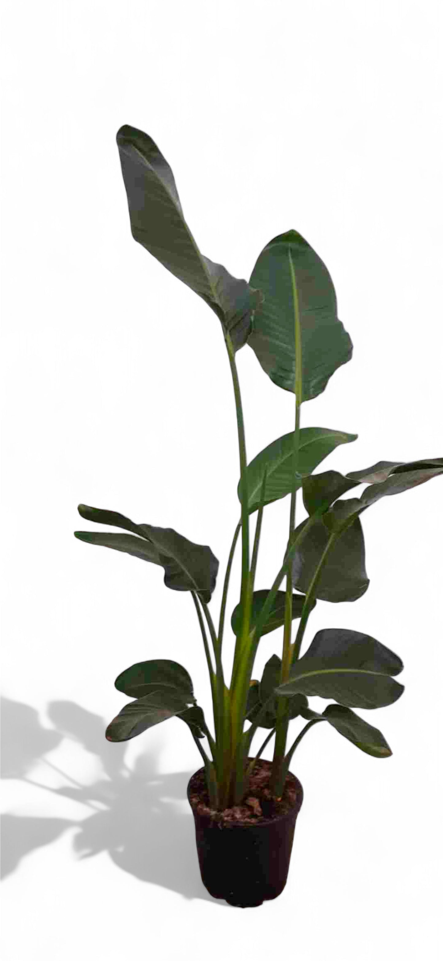 Strelitzia nicolai 3 Plant |  P.30cm -  H.170 cm