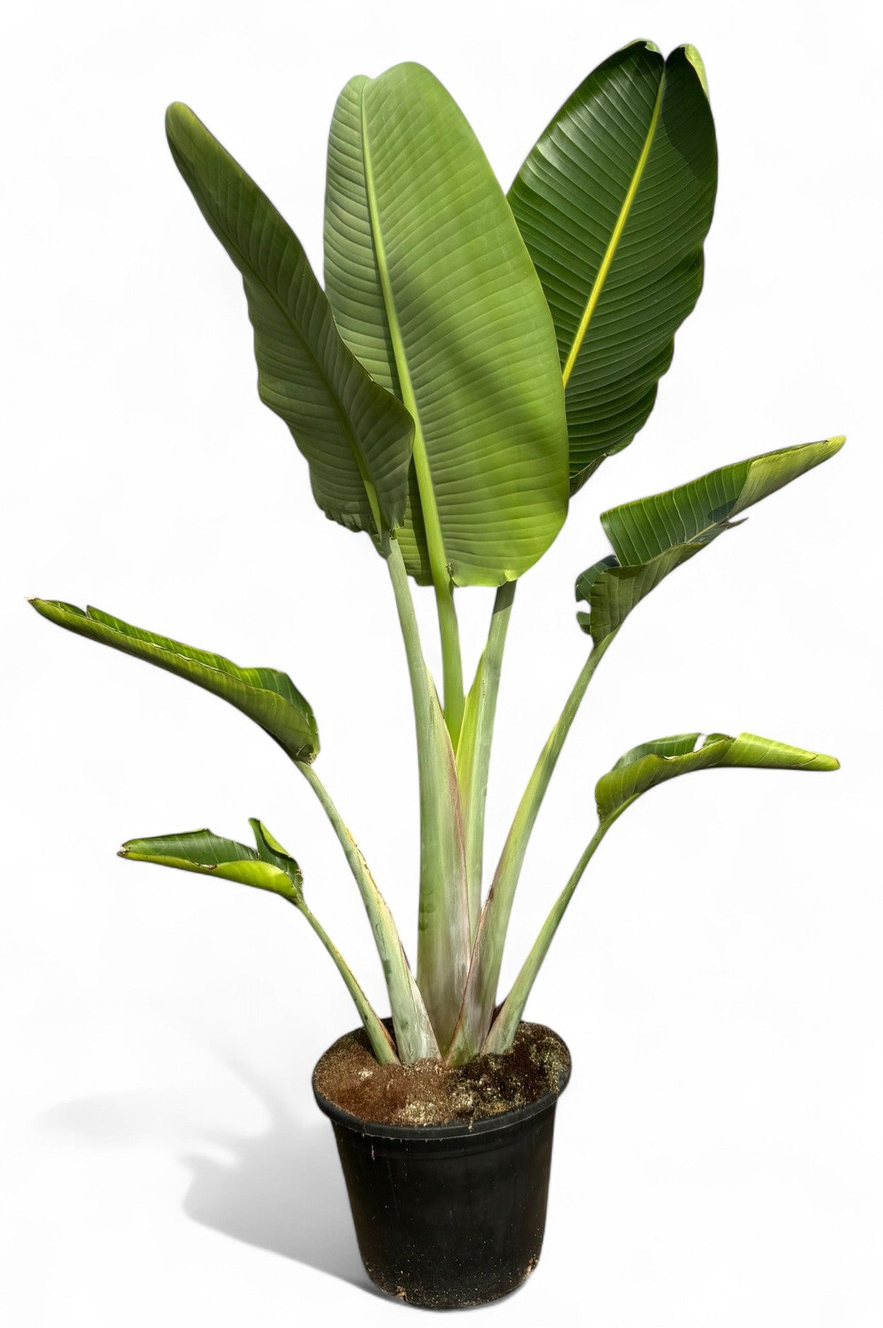 Strelitzia nicolai |  P.35cm -  H.140 cm