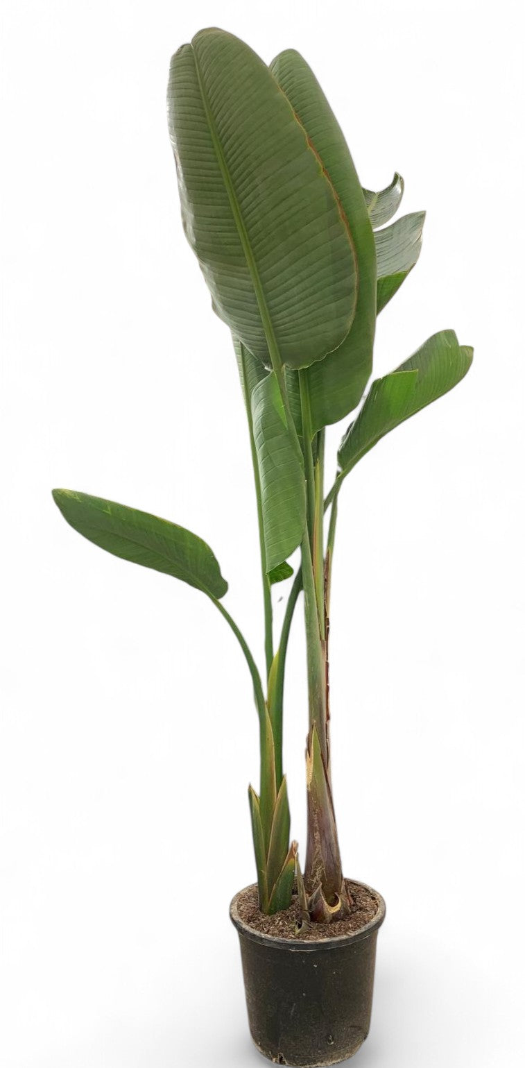 Strelitzia nicolai |  P.35cm -  H.160 cm