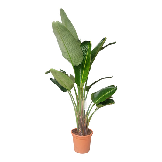 Strelitzia Nicolai 3 PP |  P.33cm H.190 cm