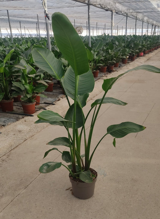 Strelitzia Nicolay 3 PP |  P.23cm H.140 cm
