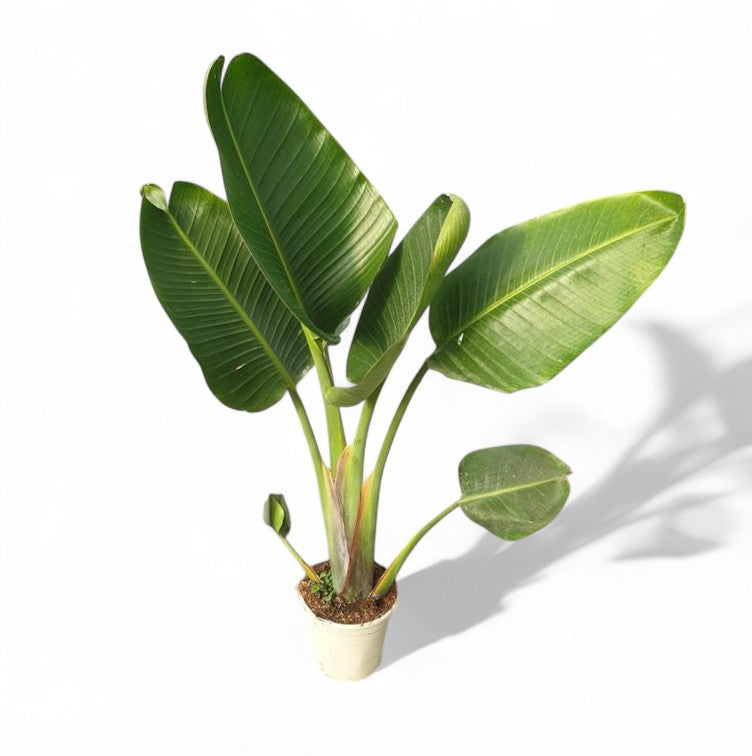 Strelitzia Nicolai 2PP |  P.20cm -  H.50 cm