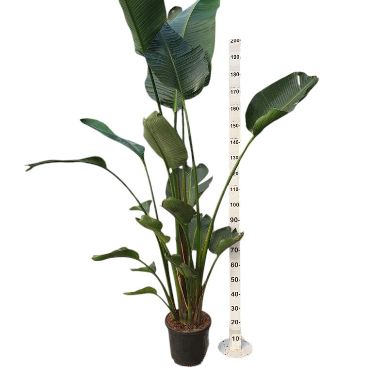 Strelizia Nicolai  |  P.30cm -  H.170 cm