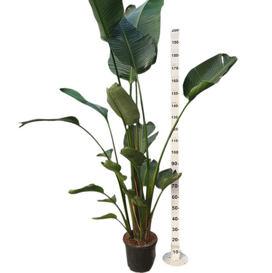 Strelizia Nicolai  |  P.30cm -  H.170 cm