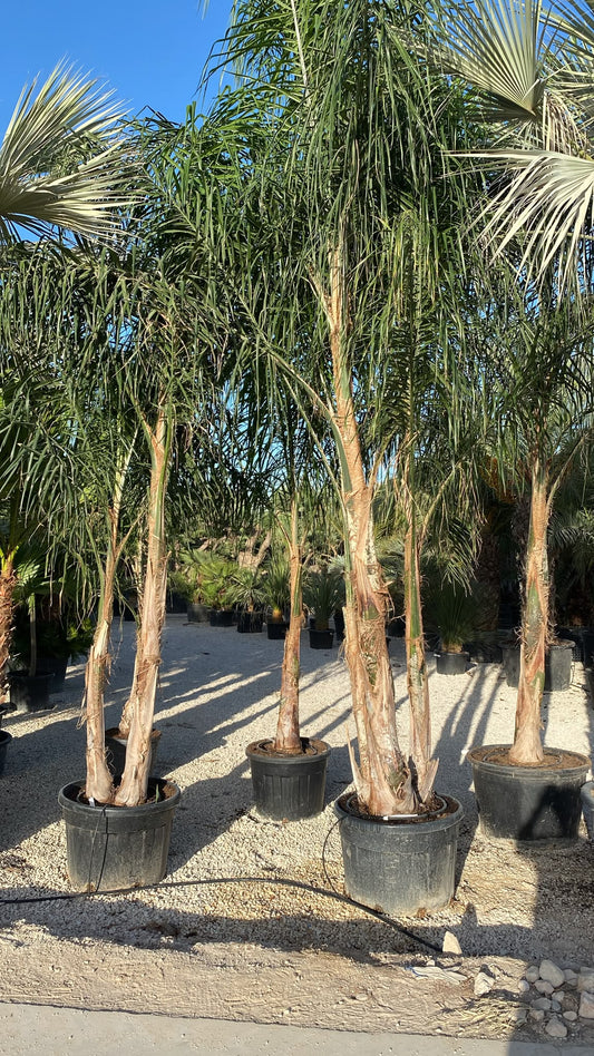Syagrus romanzoffiana doble 180l |  P.73cm H.300