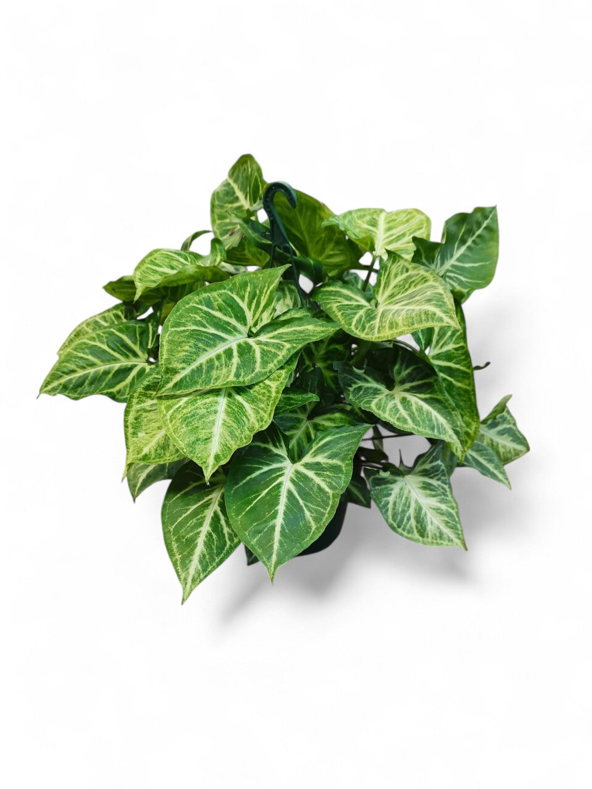 Syngonium Arrow Hang | Colgar |  P.15cm -  H.40 cm