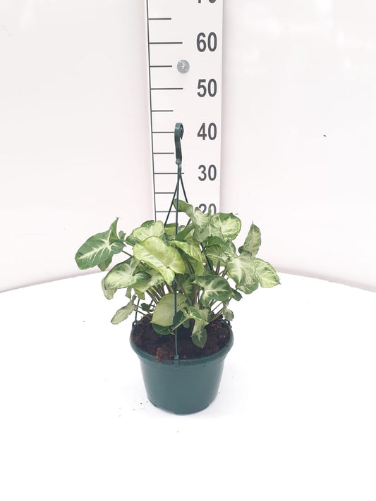 Syngonium Pixie Hang | Colgar |  P.17cm -  H.70 cm