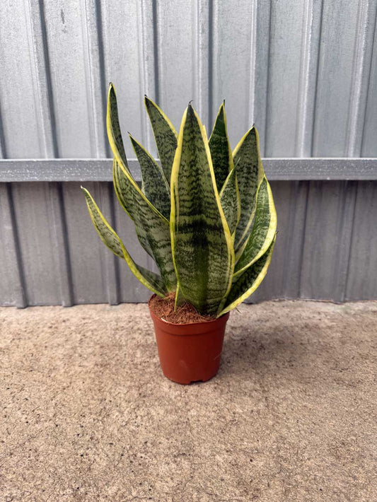 Sansevieria Laurentii Trifasciata |  P.12cm H.40 cm