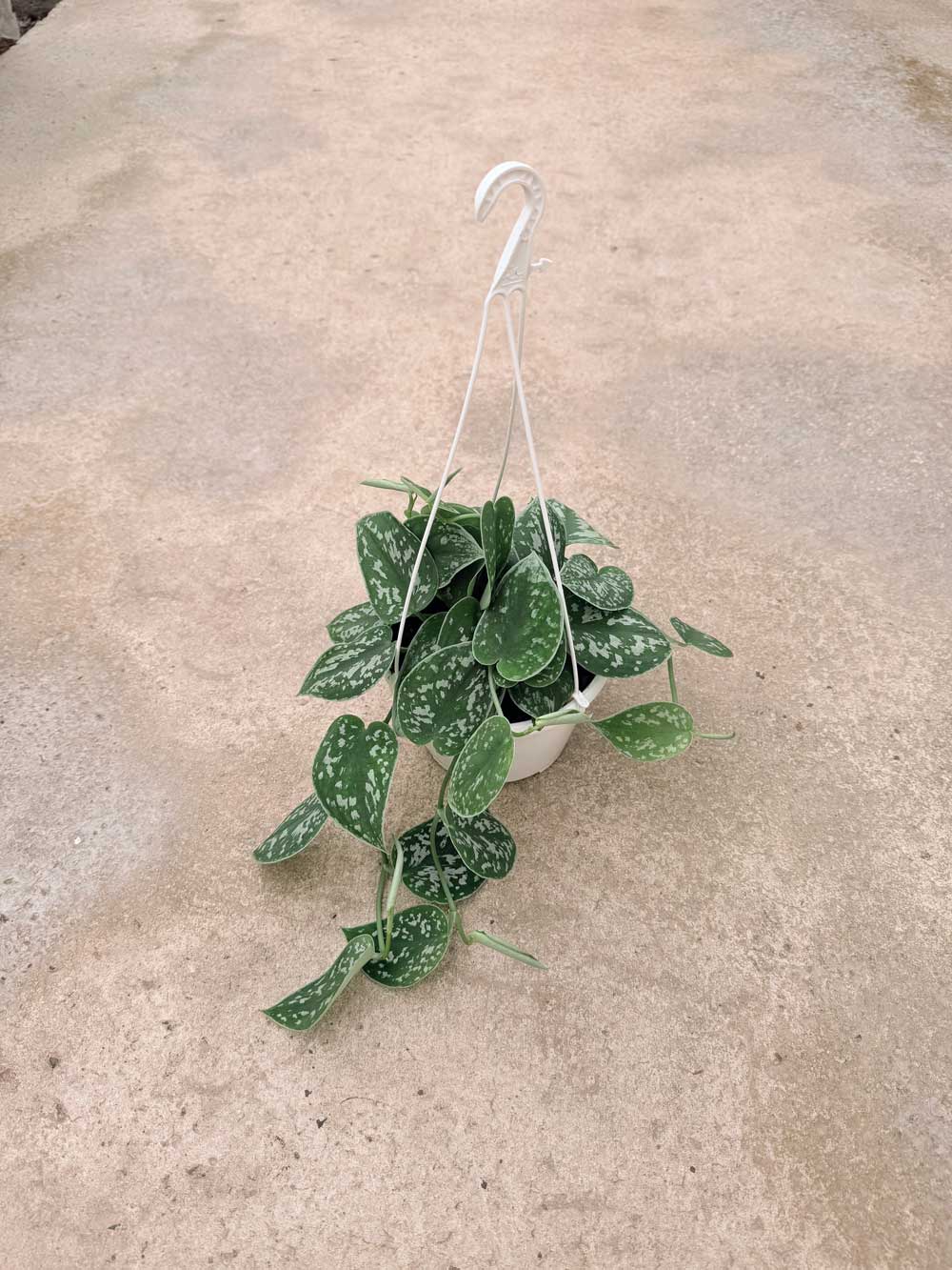 Scindapsus Pictus |  P.15cm H.30 CM