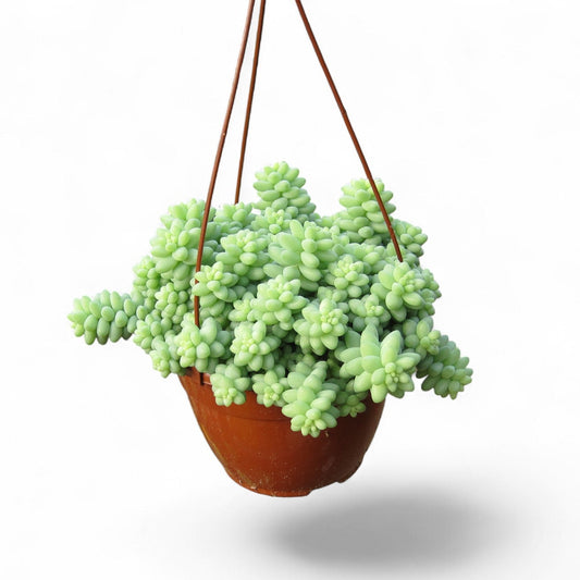 Sedum burrito Hang | Colgar |  P.20cm -  H.30 cm