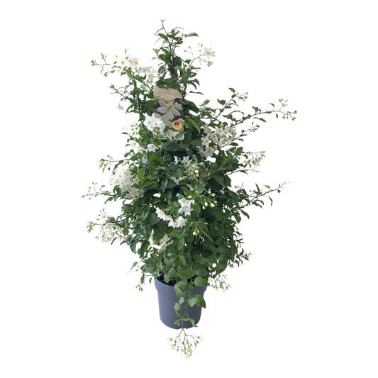 Solanum Jazminoide Pyramide |  P.17cm H.70 cm