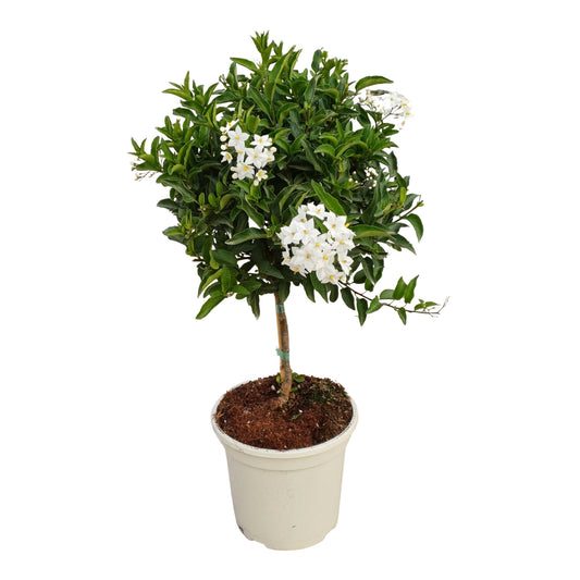 Solanum Jazminoide Stamm |  P.20cm H.70 cm