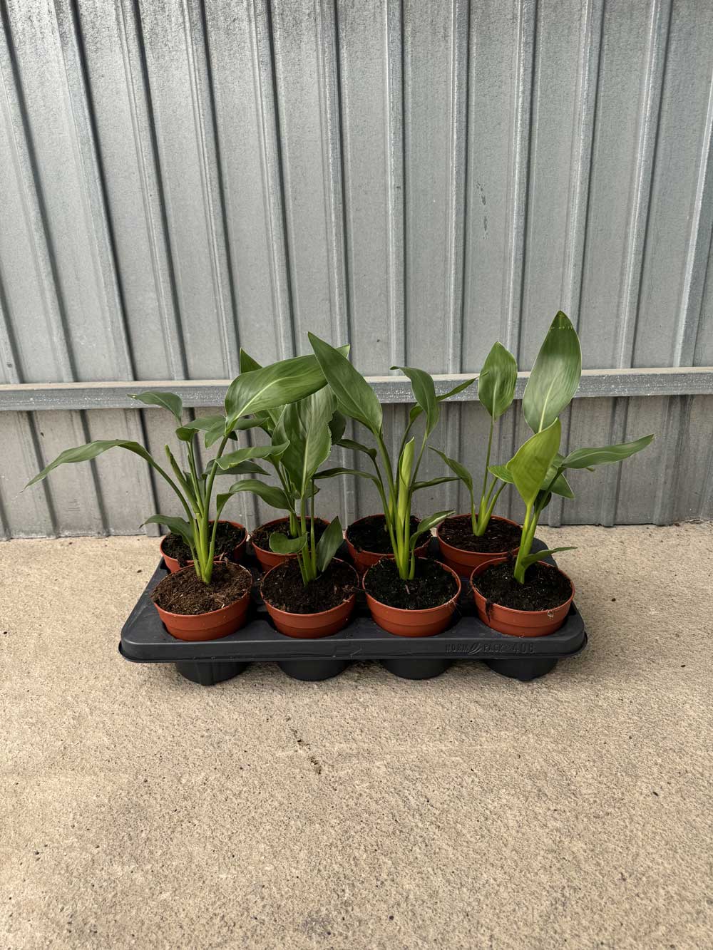 Sterlitzia Reginae  |  P.12cm H.30 cm