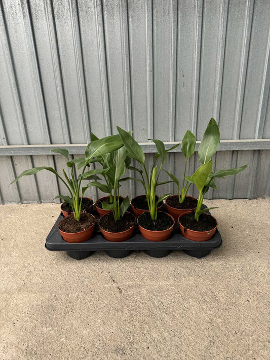 Sterlitzia Reginae  |  P.12cm H.30 cm