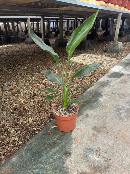 Sterlitzia Reginae 1PP |  P.17cm H.50 cm