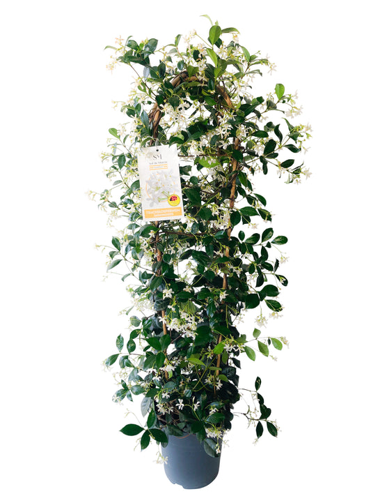 Trachelospermun Jasminoide Double Bow |  P.23cm H.110 cm